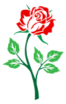 Colored Rose